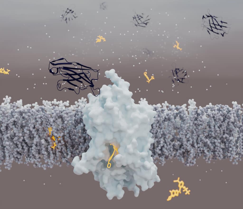 Ein Modell des Glycin-Transporters 1, der sich in der Zellmembran befindet. In der unteren Mitte ist er durch seinen Inhibitor gebunden, der ein viel kleineres Molekül ist. Am oberen Ende ist der Glycin-Transporter 1 durch einen synthetischen Mini-Antikörper, einen so genannten Sybody, gebunden.